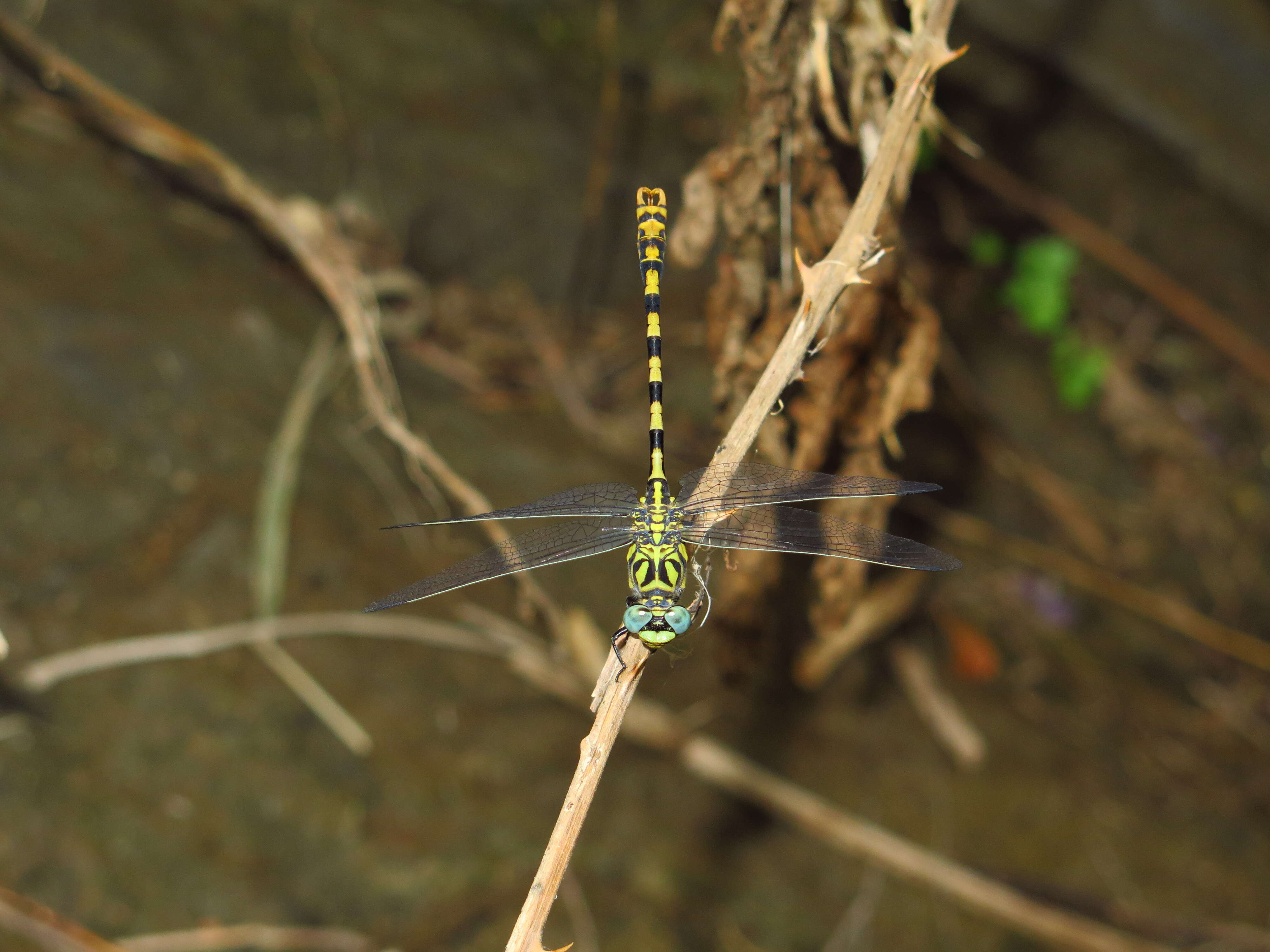 Image of Green-eyed Hooktail