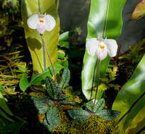 Image de Paphiopedilum delenatii Guillaumin