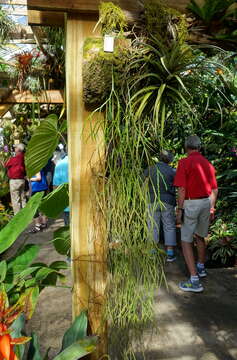 Image of flatfork fern