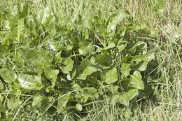 Image of sea beet