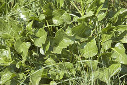 Image of sea beet