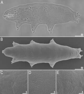 Imagem de Macrobiotidae