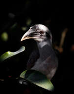 Image of Indian Grey Hornbill