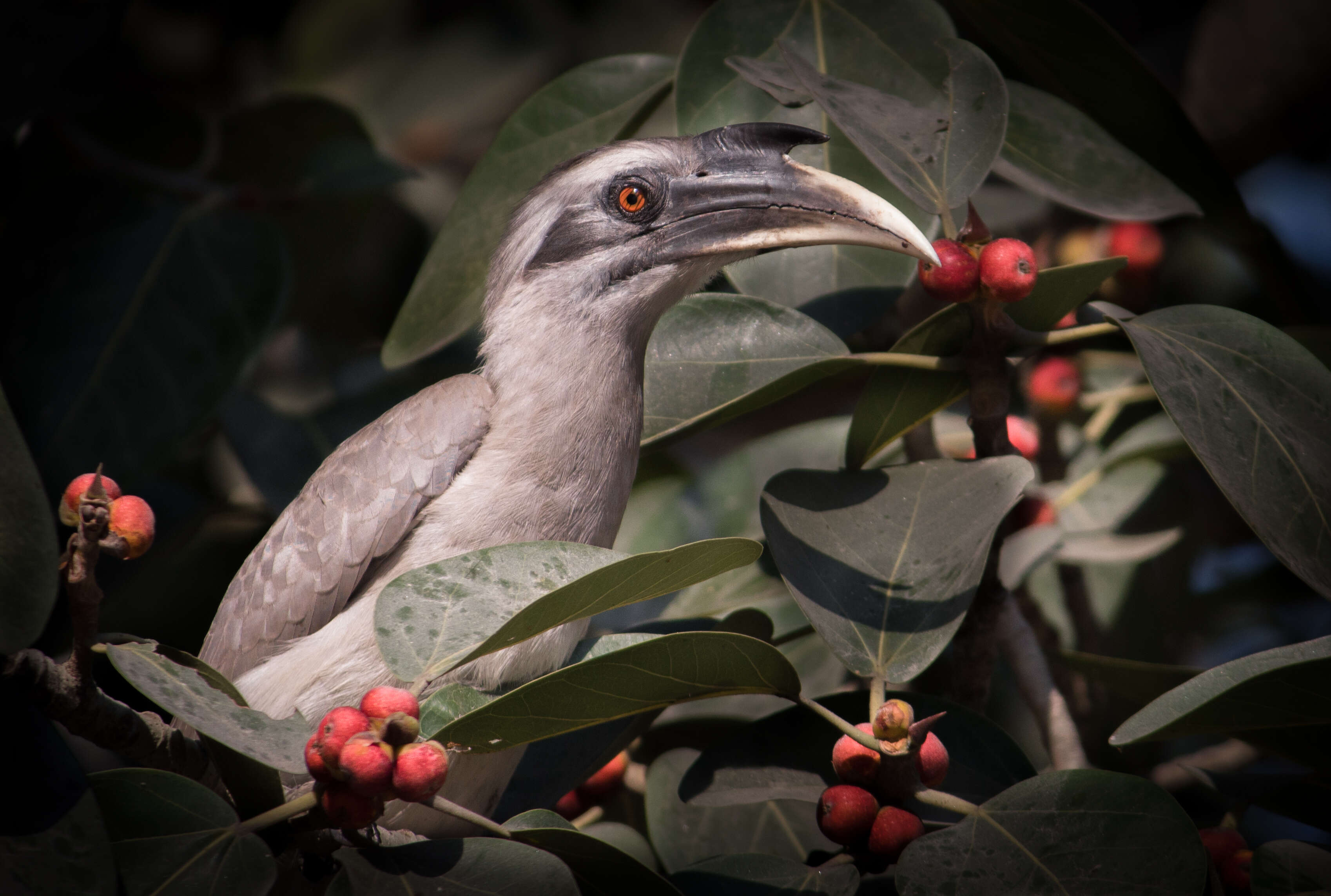 Image of Indian Grey Hornbill