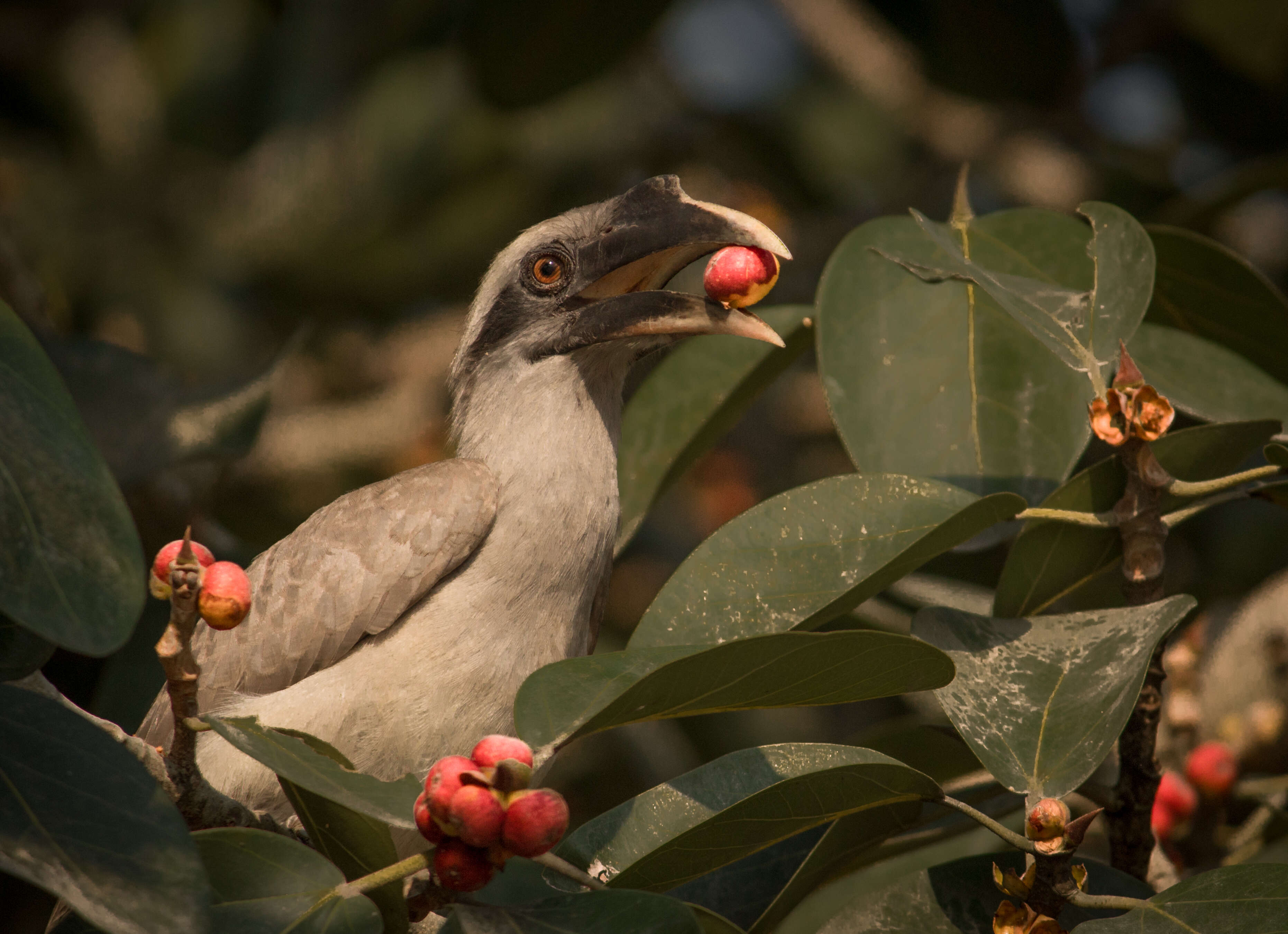 Image of Indian Grey Hornbill