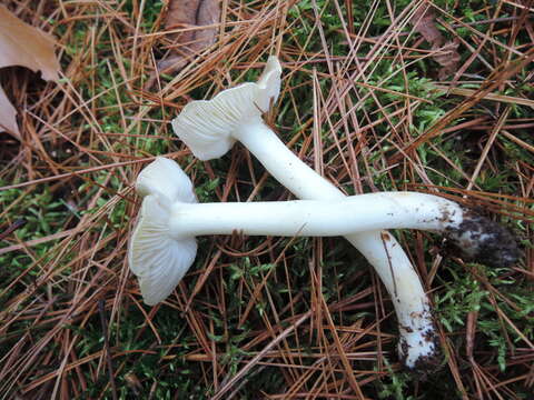 Image of Tricholoma argenteum Ovrebo 1989