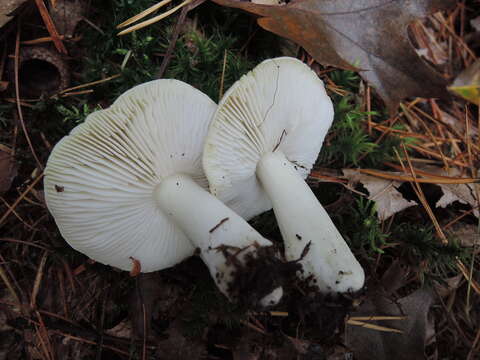 Image of Tricholoma argenteum Ovrebo 1989