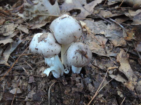 Image of Tricholoma argenteum Ovrebo 1989