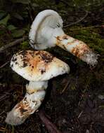 Image of White Matsutake