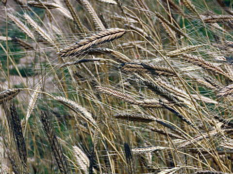 Image of einkorn wheat