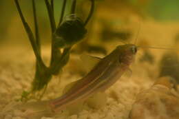 Image of Striped catfish