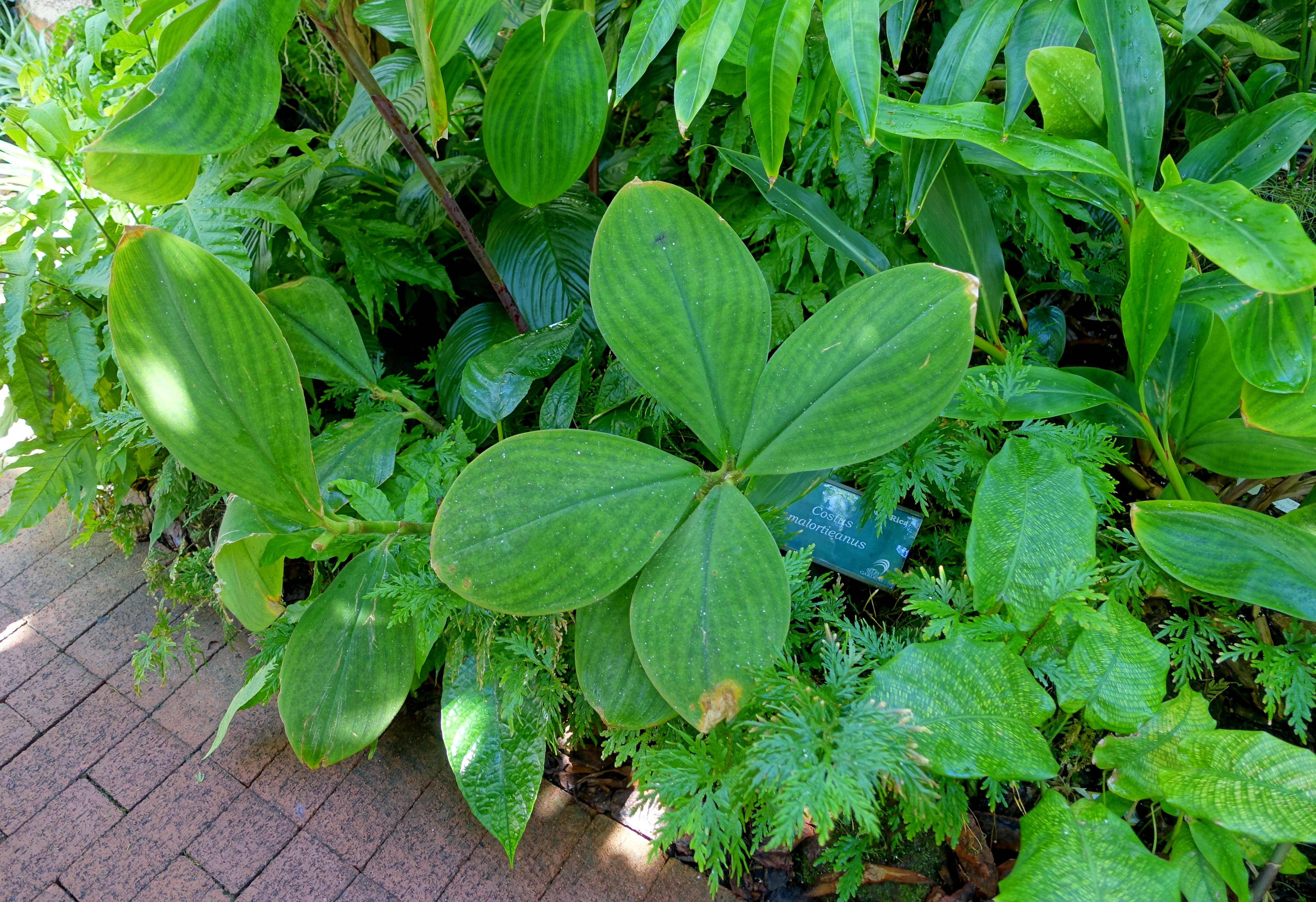 Image of stepladder ginger