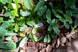 Image of Ctenanthe burle-marxii H. Kenn.