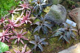 Image of Cryptanthus bivittatus (Hook.) Regel