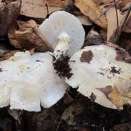 Image of Tricholoma subresplendens (Murrill) Murrill 1914