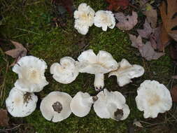 Image of Tricholoma subresplendens (Murrill) Murrill 1914