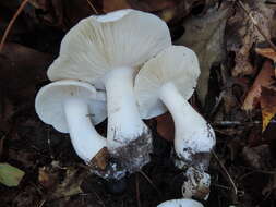 Image of Tricholoma subresplendens (Murrill) Murrill 1914