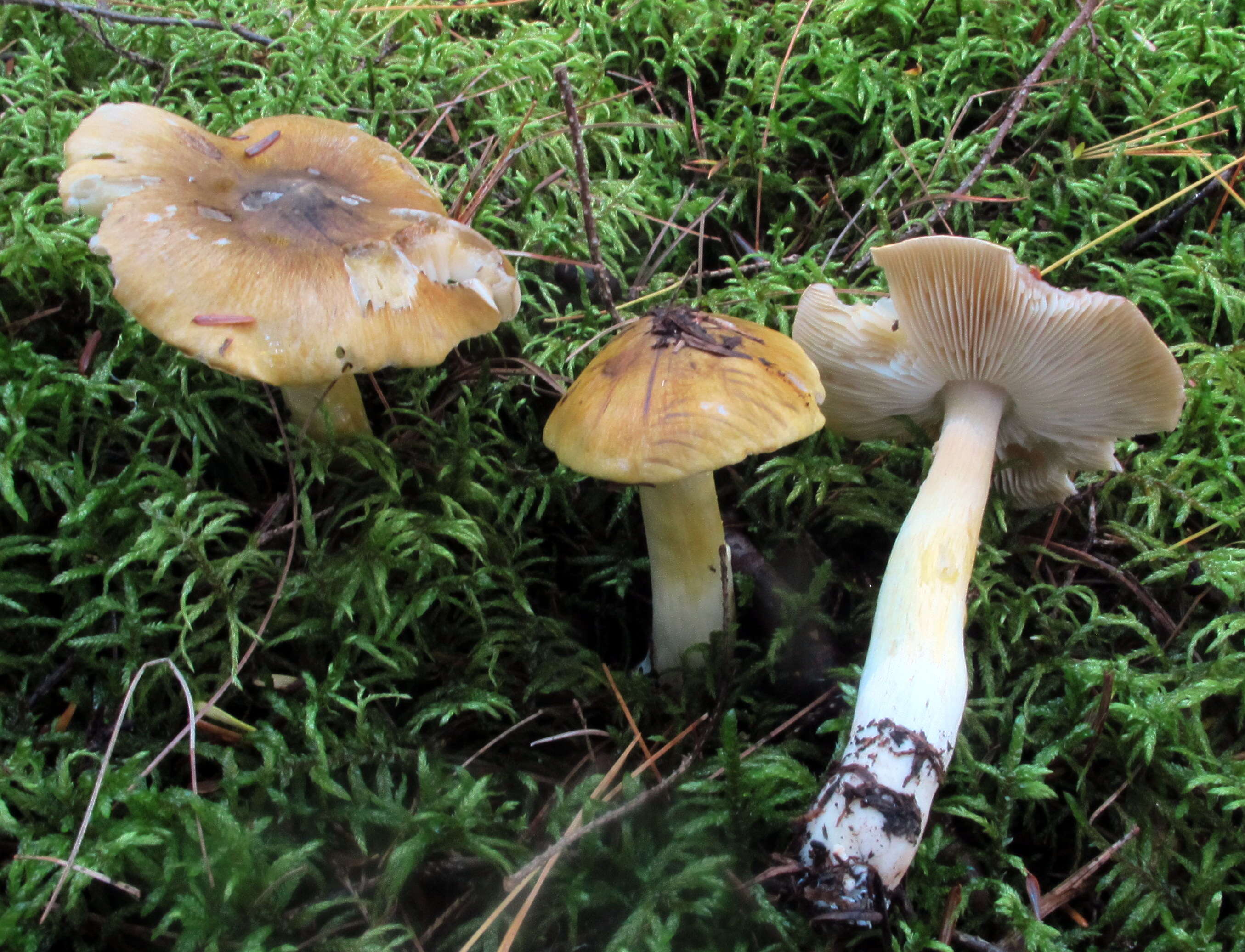 Image of Tricholoma subluteum Peck 1904