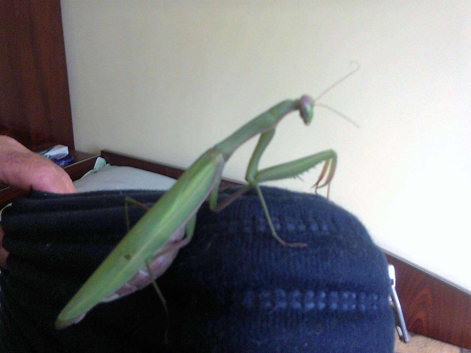 Image of Mantis