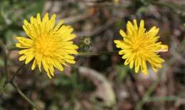 Image of marsh hawk's-beard