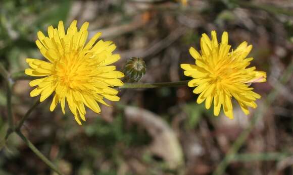 Image of marsh hawk's-beard