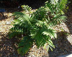 Image of Cycad