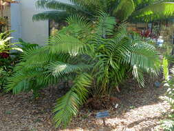 Image of Cycad