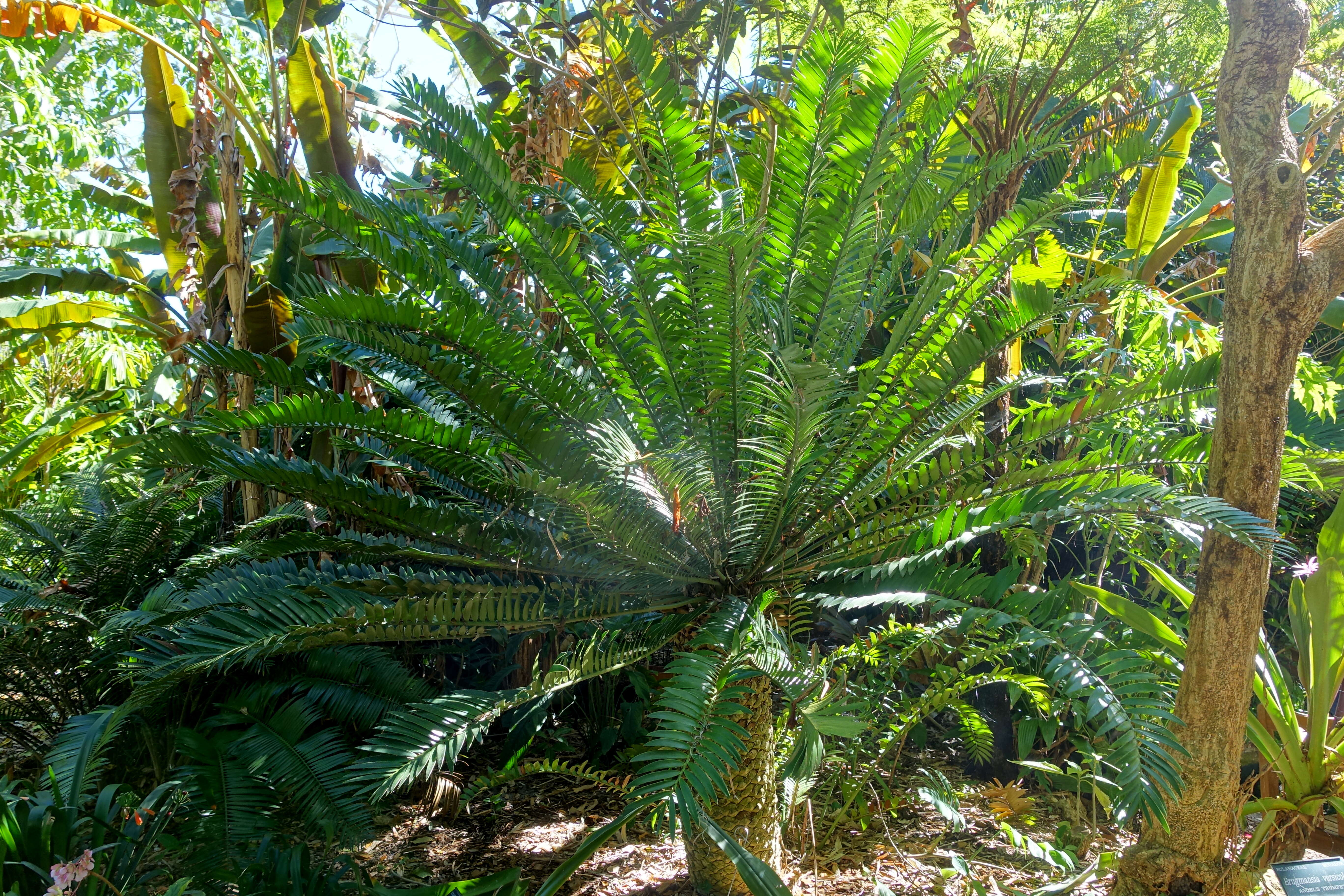 Image of Bushman's River Cycad