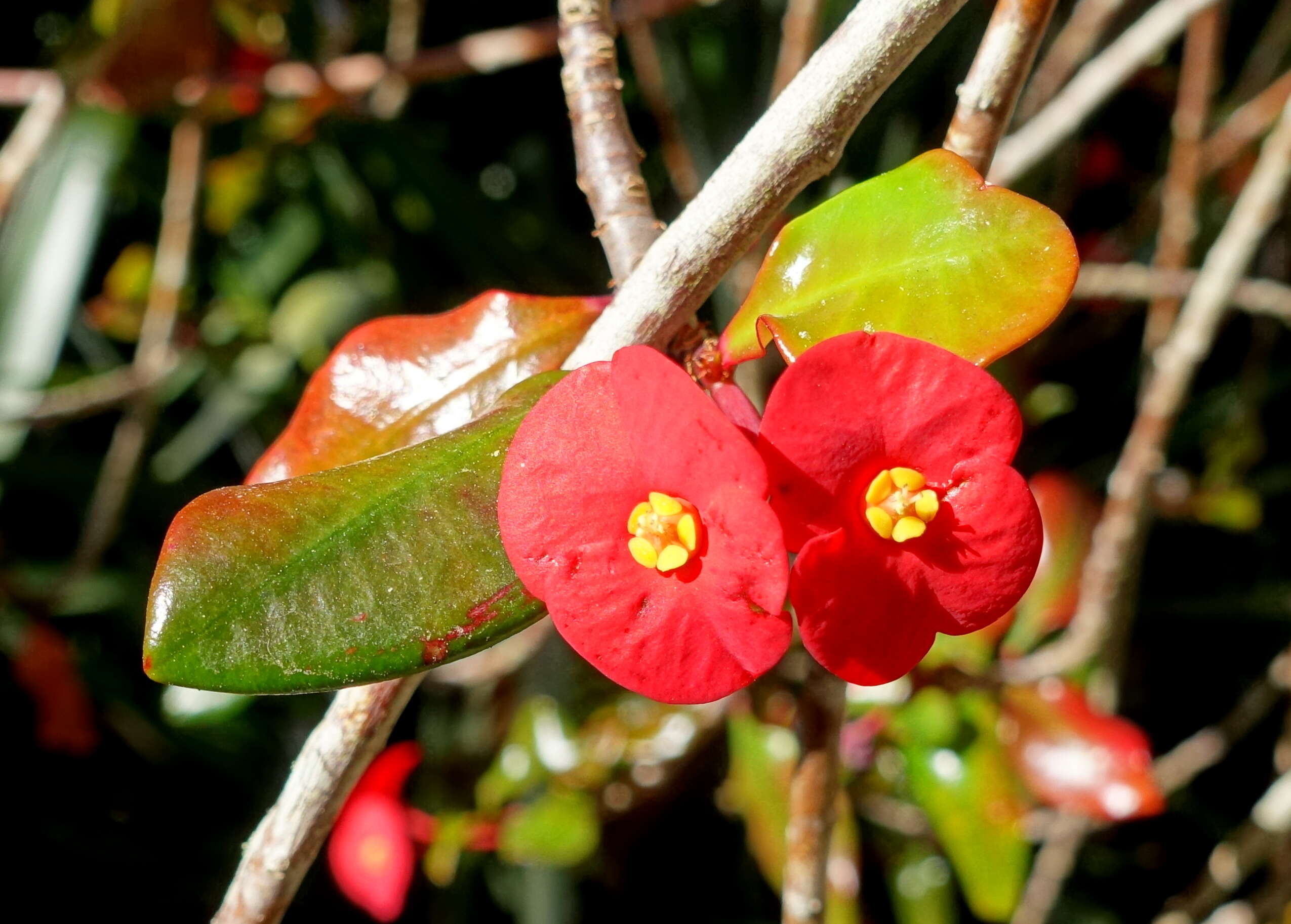 Image of Euphorbia geroldii Rauh