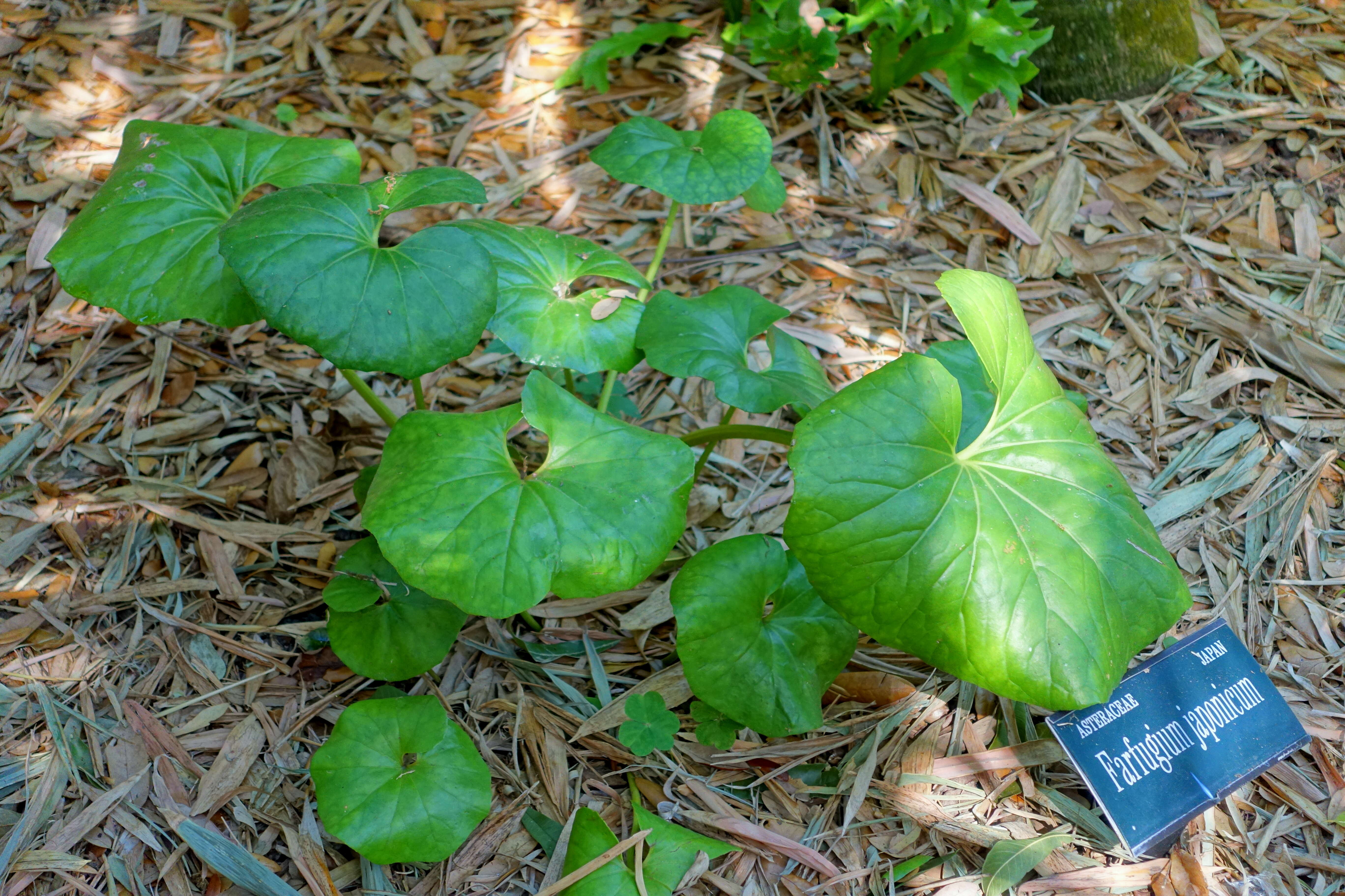 山菊的圖片