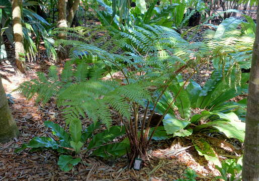 Image of Lacy Tree Fern