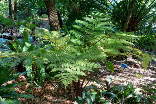 Image of Lacy Tree Fern