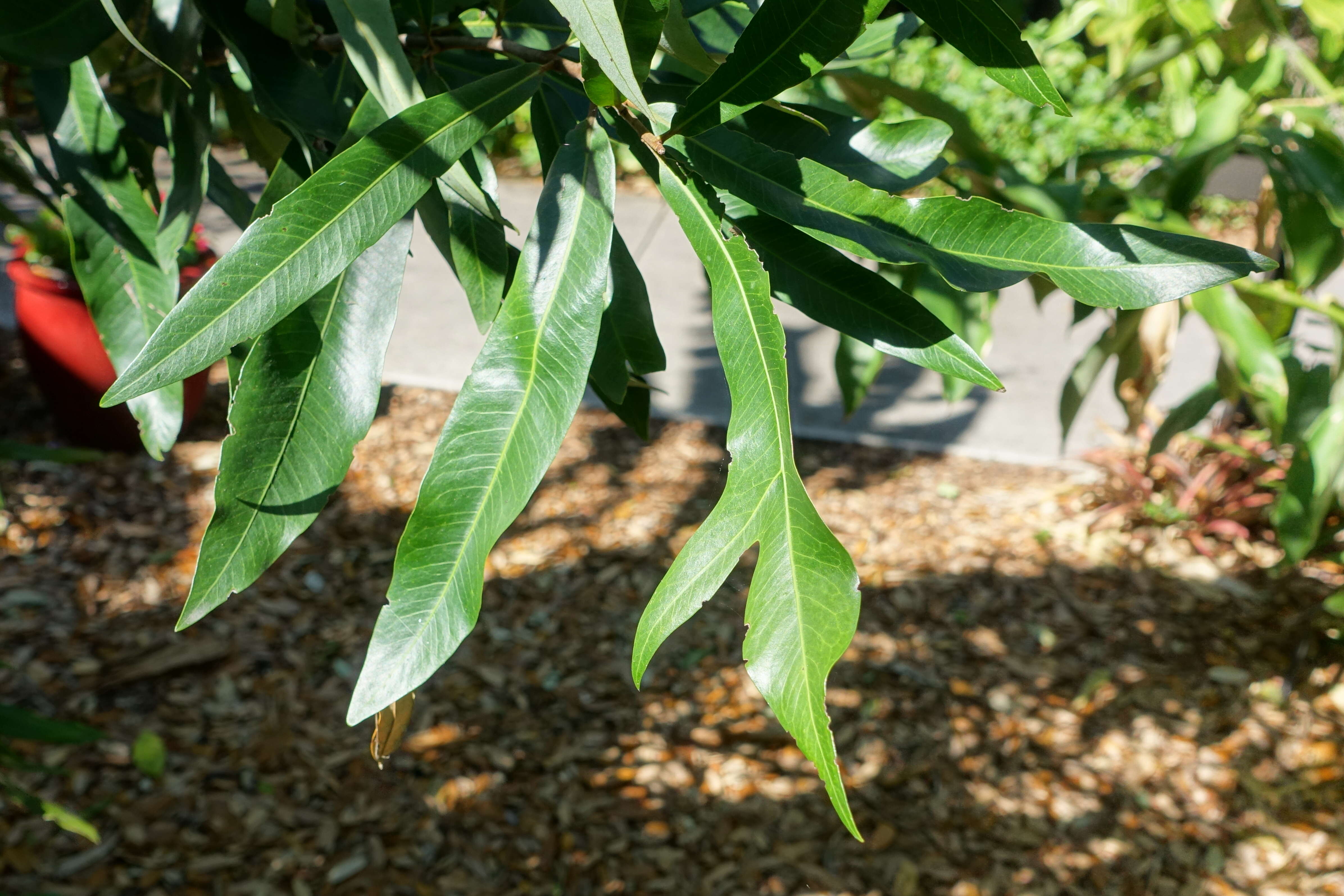 Image of firewheel tree