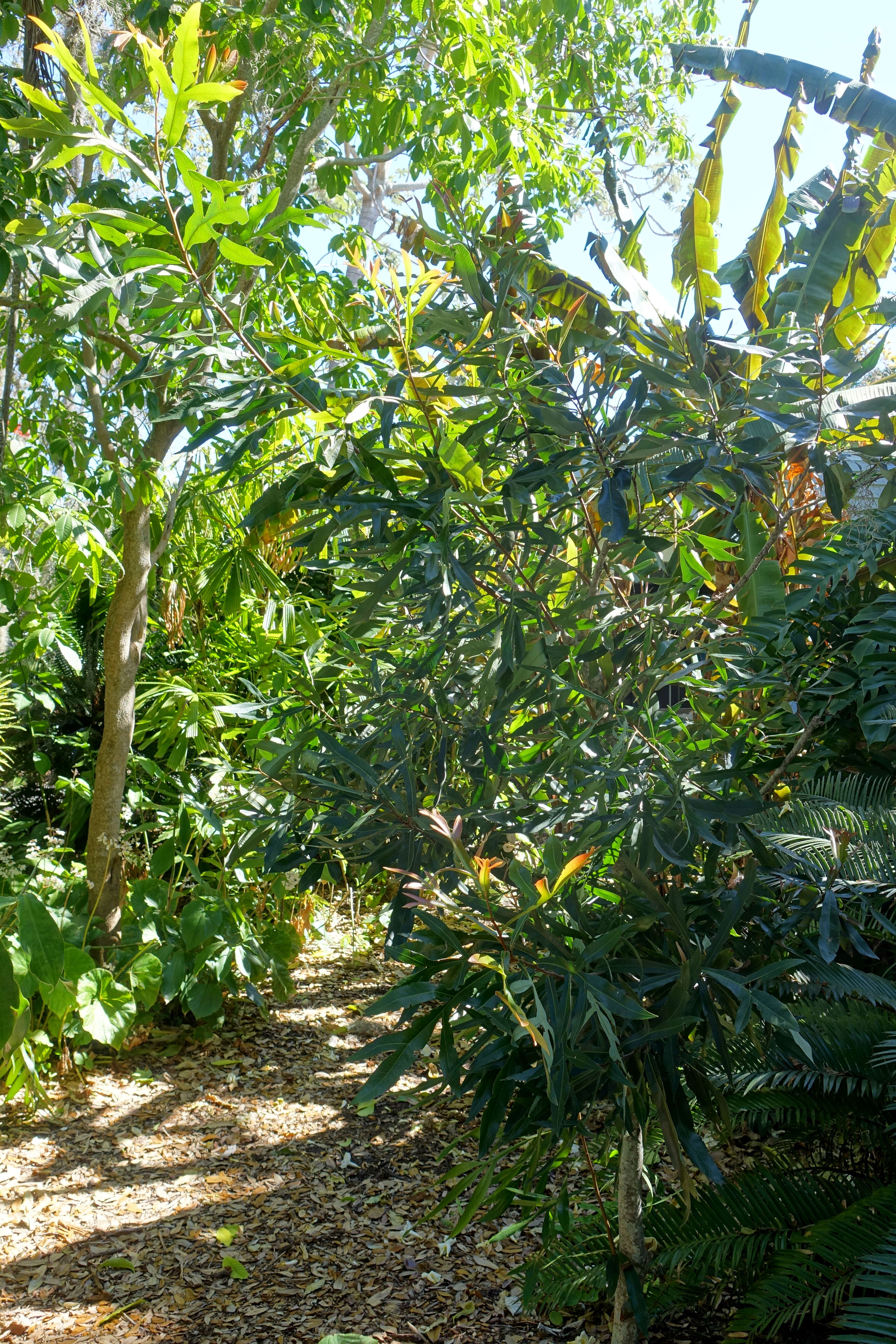 Image of firewheel tree