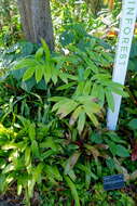 Image of Zamia verschaffeltii