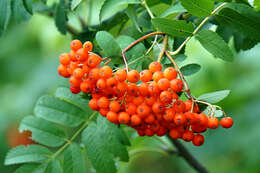 Image of Sorbus subgen. Sorbus