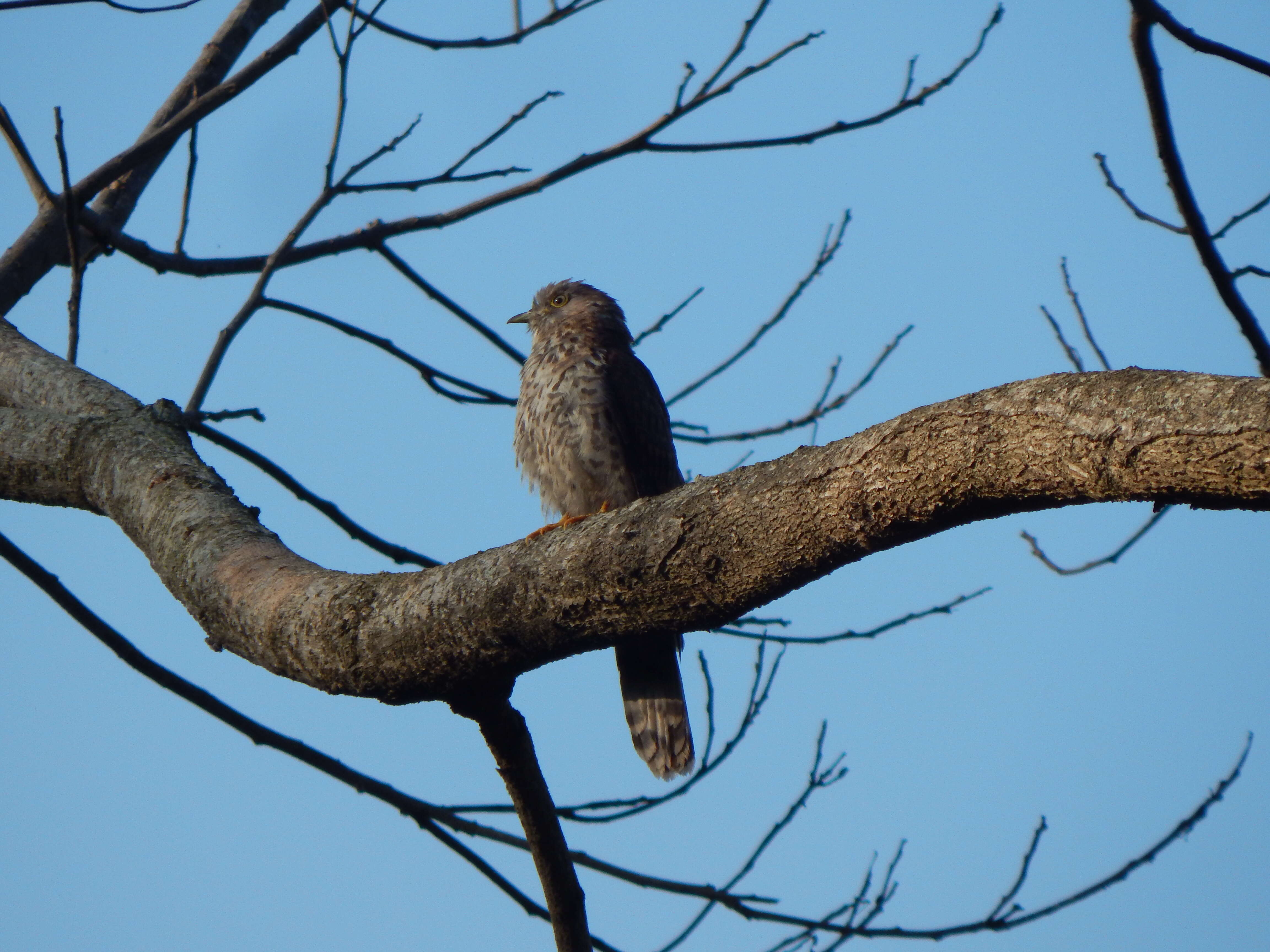 Image of Common Hawk Cuckoo