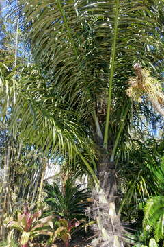 Image of sugar palm