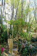 Image of Tropical Blue Bamboo