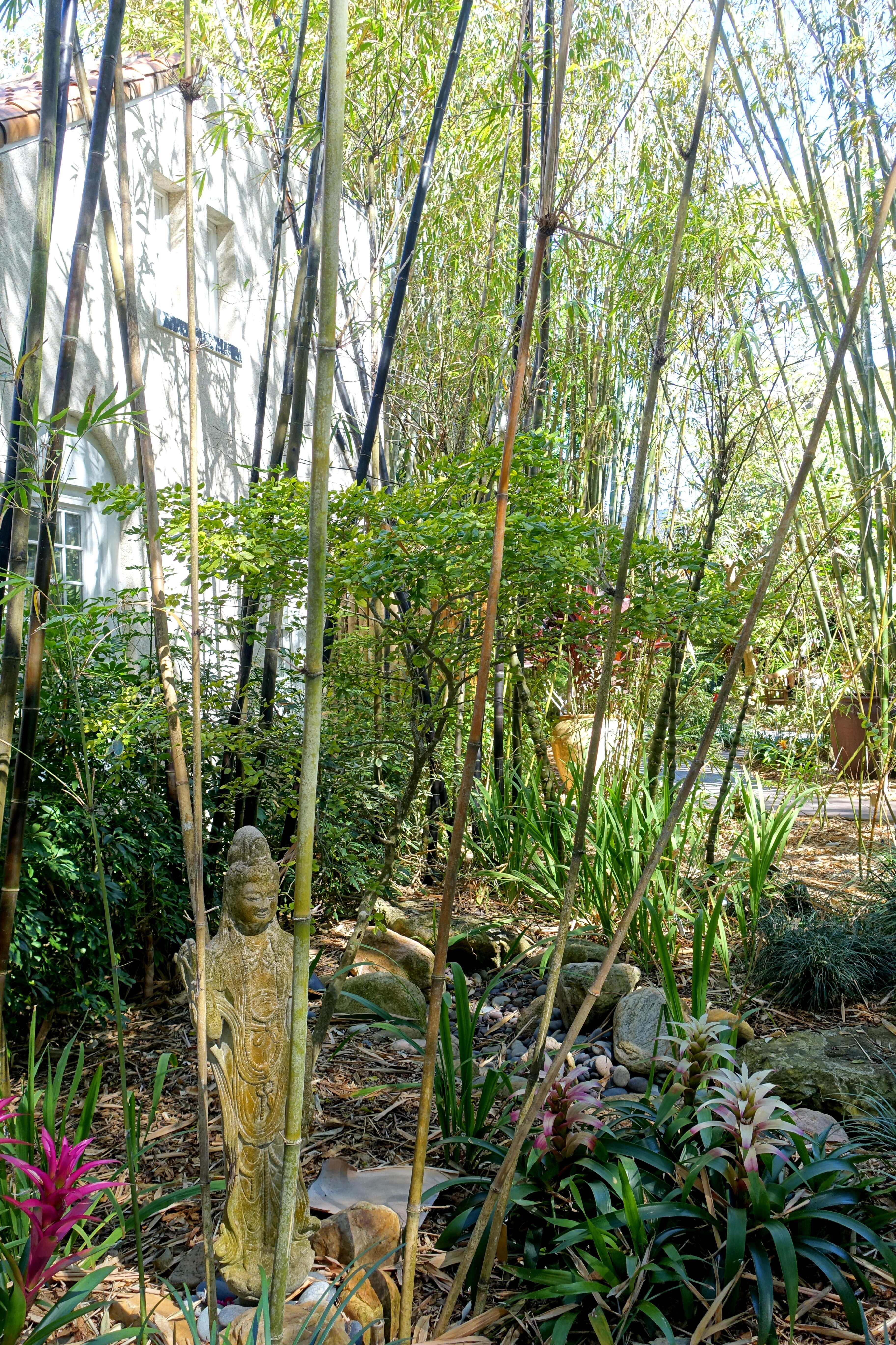 Image of Tropical Blue Bamboo