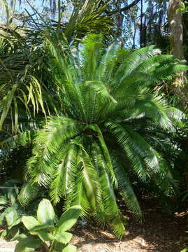 Image of Cycad