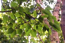 Image of Acer caudatifolium