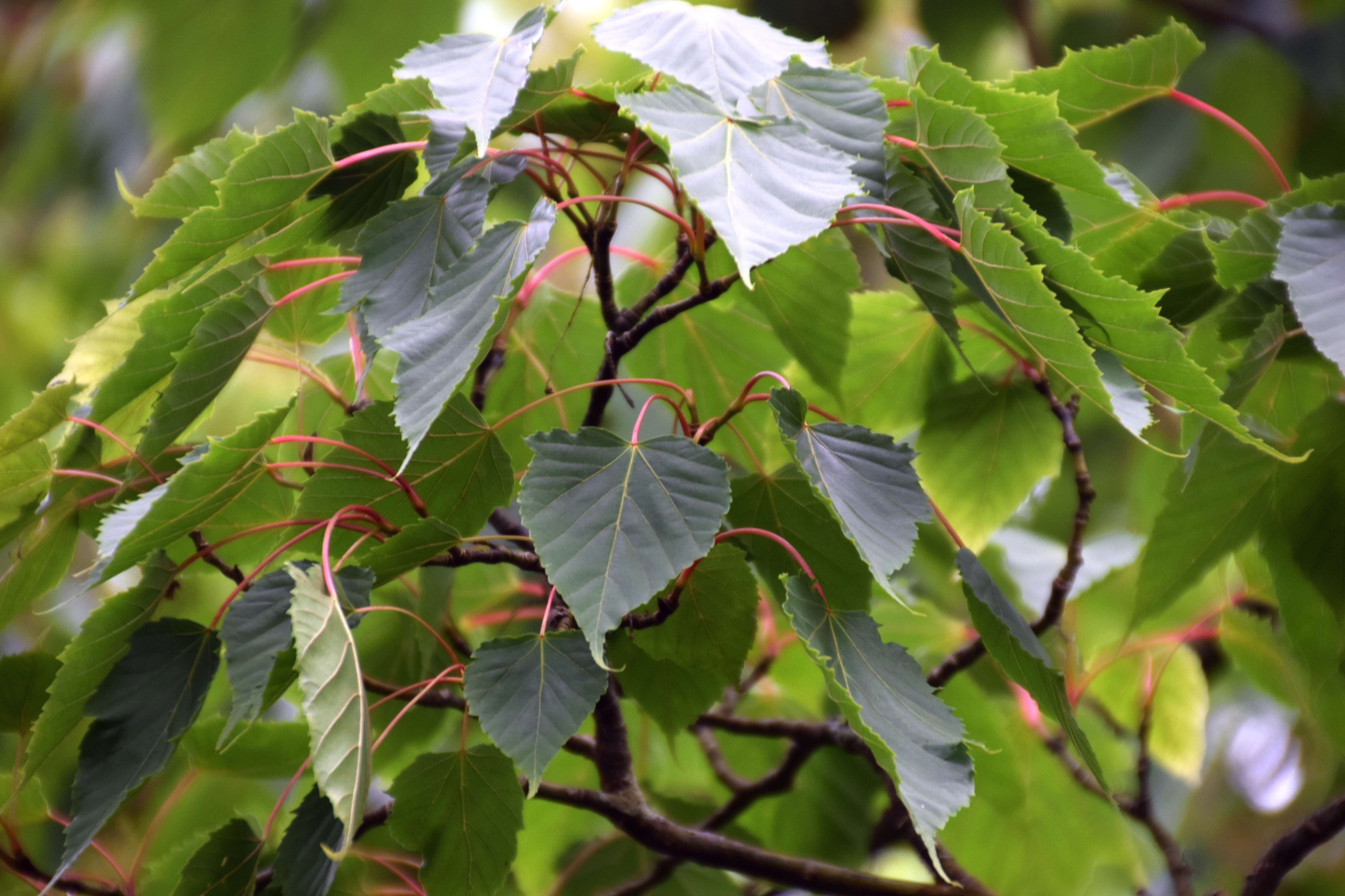 Image of Acer caudatifolium