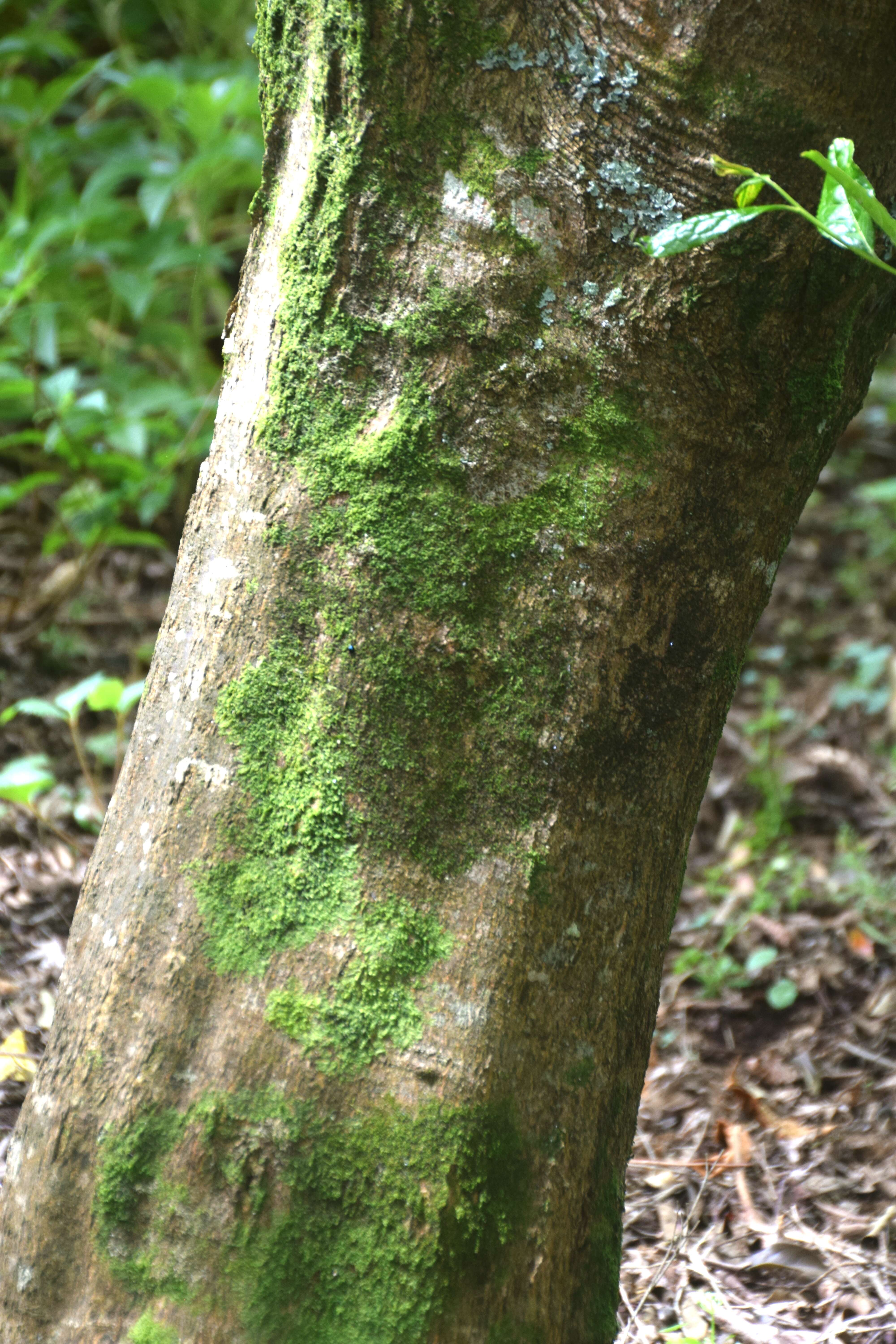 Image of Fullmoon Maple