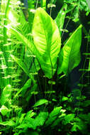 Image of Anubias barteri Schott