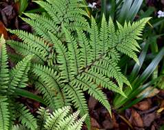 Sivun Athyrium otophorum (Miq.) Koidz. kuva