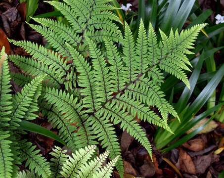 Image of Eared Lady Fern