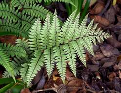 Sivun Athyrium otophorum (Miq.) Koidz. kuva