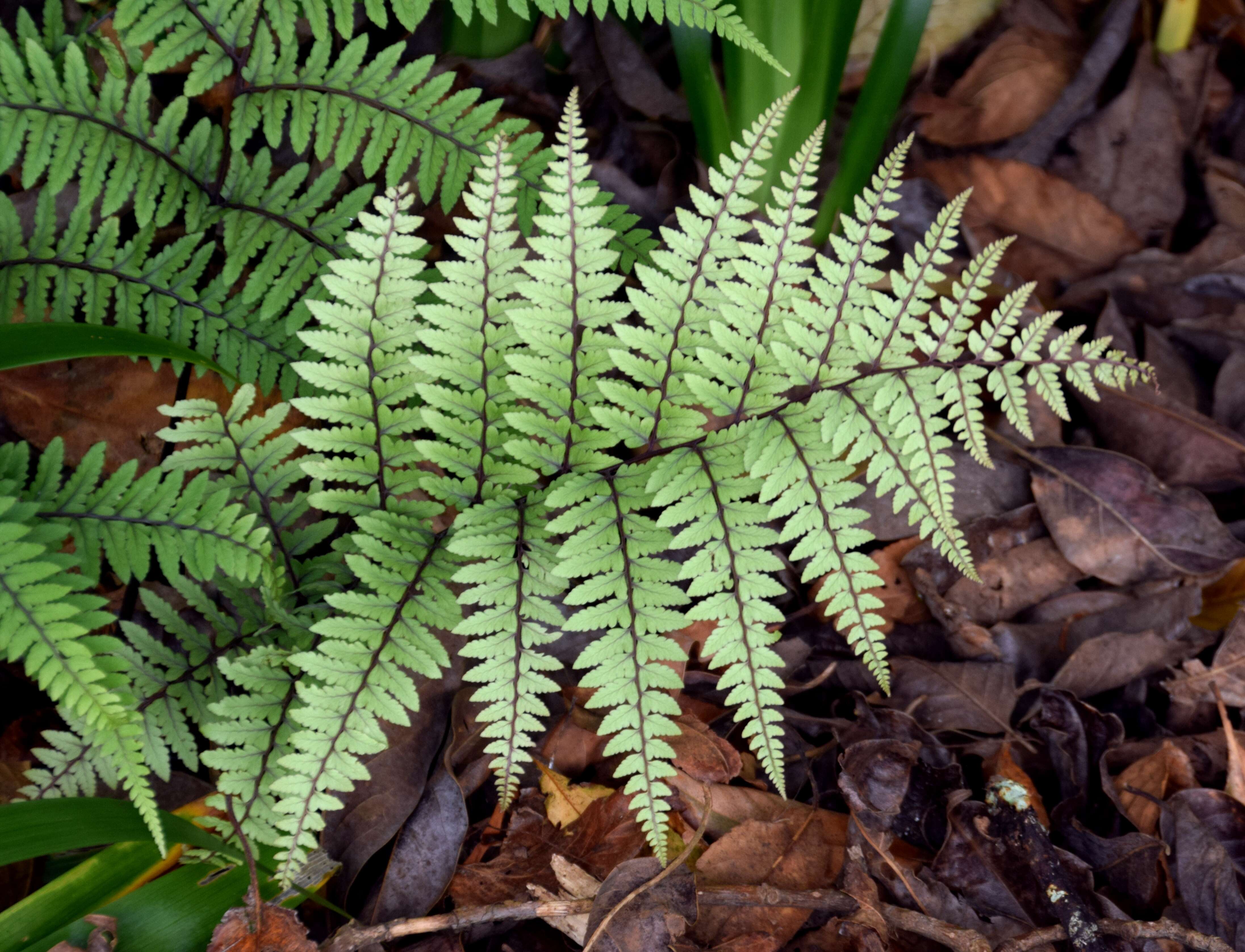 Image of Eared Lady Fern