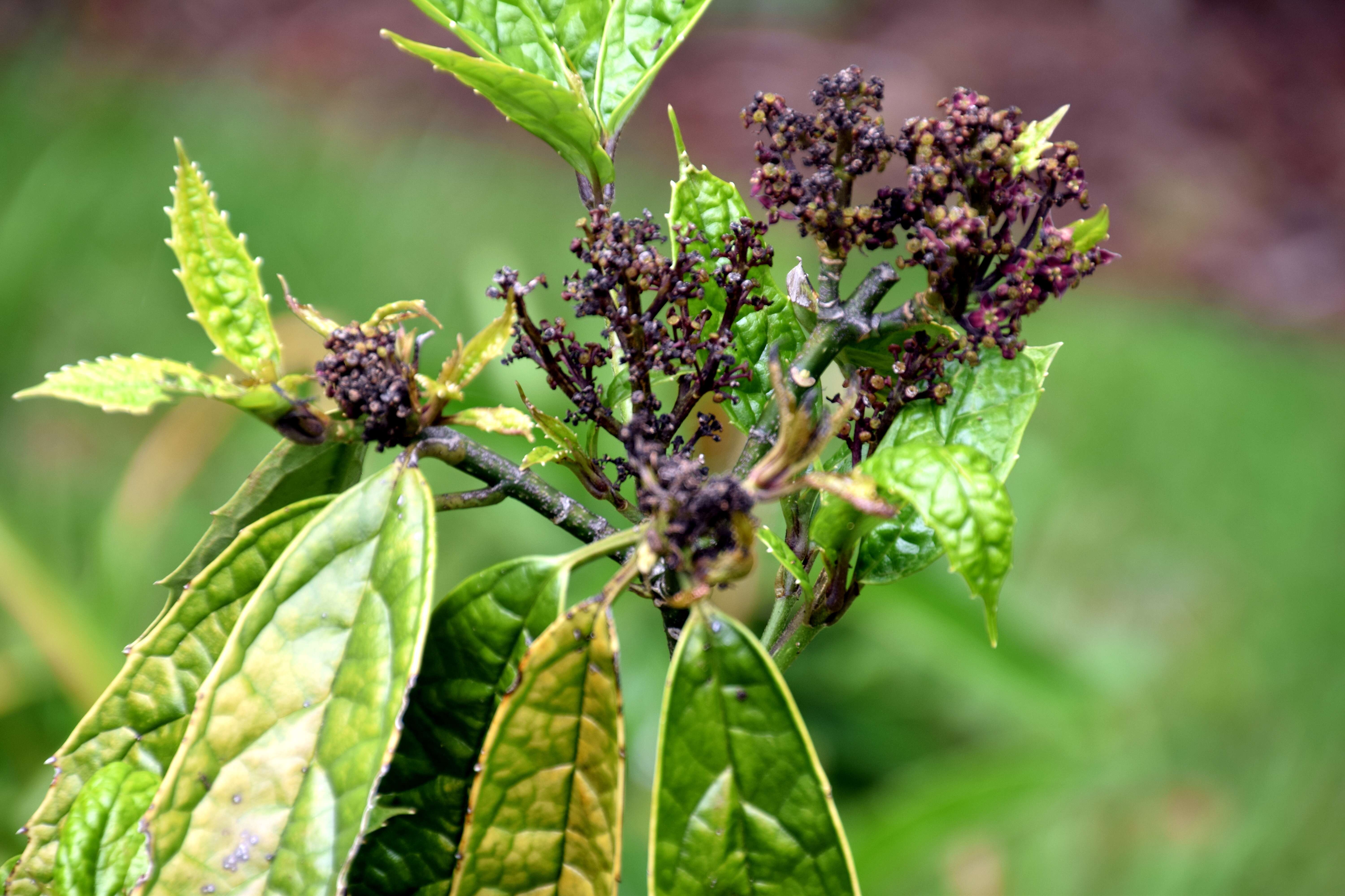 Image of Aucuba chinensis Benth.